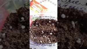 Ампельная клубника из семян