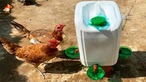 Поилка курам с чашами со всех сторон канистры понравилась несушкам