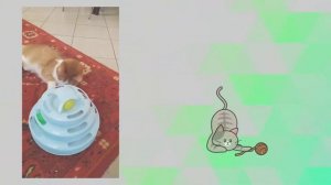 Игрушка для кошек. Пирамидка с шариками 4 этажа. Zebra