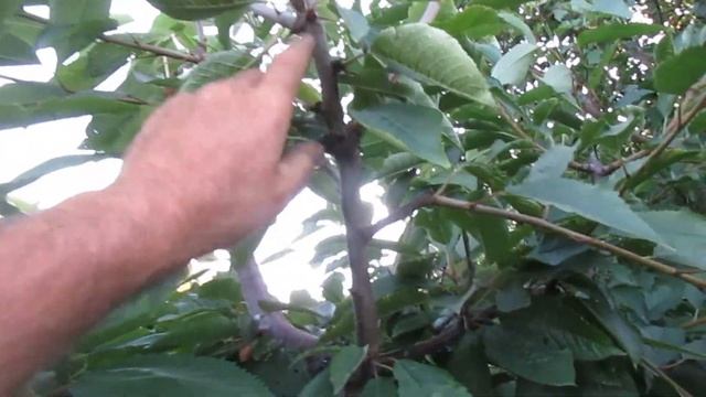 Часть 2. Как отличить плодовые почки, побеги.  ВИШНЯ и ЧЕРЕШНЯ.