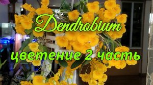 Цветение Dendrobium 2022г.