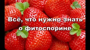 ВСЁ, ЧТО НУЖНО ЗНАТЬ О ФИТОСПОРИНЕ