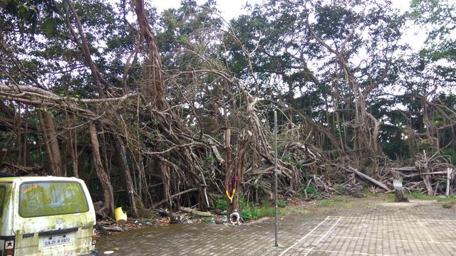 Индия - Гоа - Мандрем - большой священный баньян - sacred big banyan tree смотреть онлайн