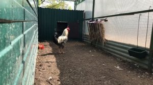 Юрловский петух