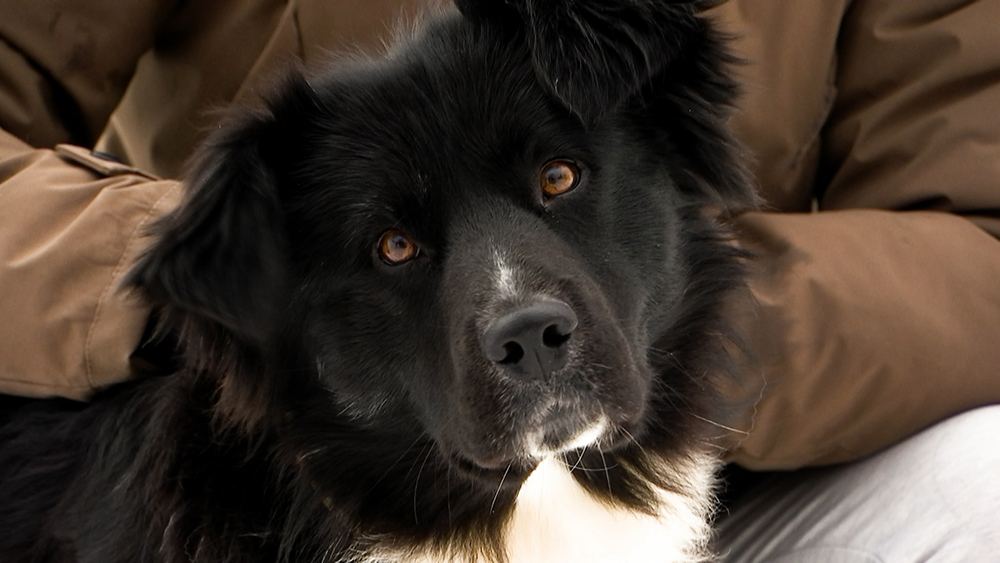 В Подмосковье ищут неизвестного, расстреливающего собак / Город новостей на ТВЦ