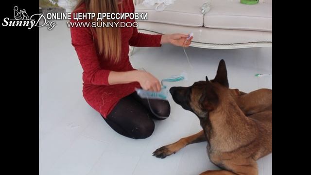 Как поставить капельницу собаке подкожно?