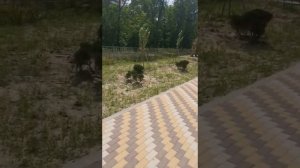 Новый Парк Зелёный Остров Ростов-на-Дону