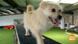 В мире. Клонирование знаменитого пса. Доброе утро. Фрагмент выпуска от 11.01.2019