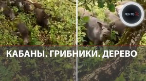 «Они нас сейчас сожрут»: стадо диких кабанов загнало семью на дерево