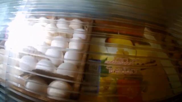 Перепела вывод с магазинных яиц. смотреть онлайн