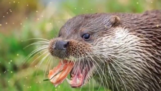 ऊदबलव क बर म 22 रचक तथय  Interesting facts about Otter in Hindi