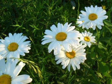 Я ВЕРЮ, ЧТО ВСЕ ЖЕНЩИНЫ ПРЕКРАСНЫ. Элла Якубенкова. Владислав Витковский смотреть онлайн