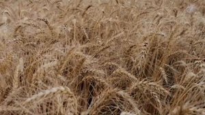 11.08.20. Яровая пшеница 69ц./га, сорт Корнетто (уборка).