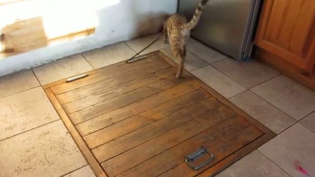 Bengal cat Apollo BENSUN - Бенгальские коты - http://www.bensun.ru/ смотреть онлайн