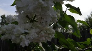Белая махровая сирень.  Мадам Казимир Перье.  Во всей красе !  Конец мая 2021год.