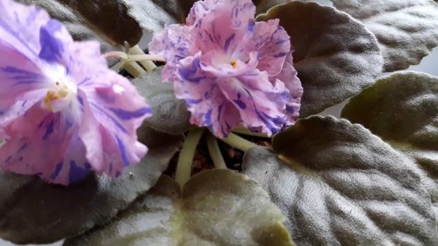 Цветение фиалок в последний летний день года. смотреть онлайн