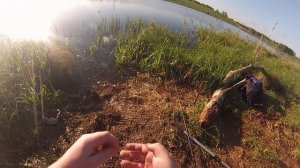 ОВСЯНКА И ЧЕРВИ С ЧЕСНОКОМ. ЛОВЛЮ КАРАСЯ НА ДОНКУ / КОРМУШКУ / ПРУЖИНУ