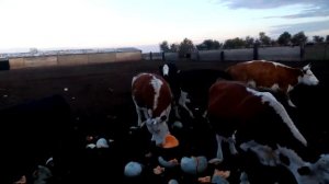 Кормим коров тыквой