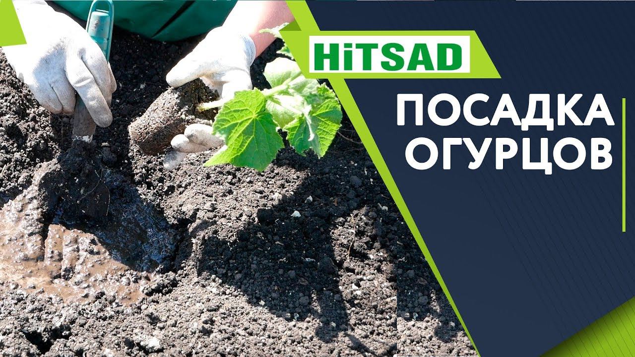Посадка Огурцов в открытый грунт  Супер Способ посадки для Лучшего Урожая  рассада огурцов