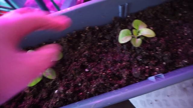 С 8 марта/ куда мы катимся? Что с ценами? смотреть онлайн