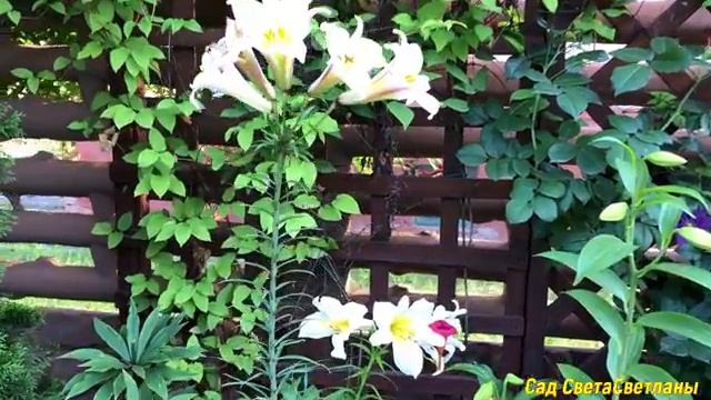 НАШ красивый САД. ПРОГУЛКА. Я без ОПЕРАТОРА.#Ландшафтный дизайн своими руками#красиваядача#цветники