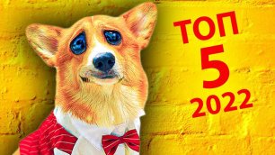 5 лучших серий 2022 года! (Корги Коржик) Говорящая собака
