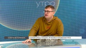 Ушной клещ у кошек: лечение и профилактика