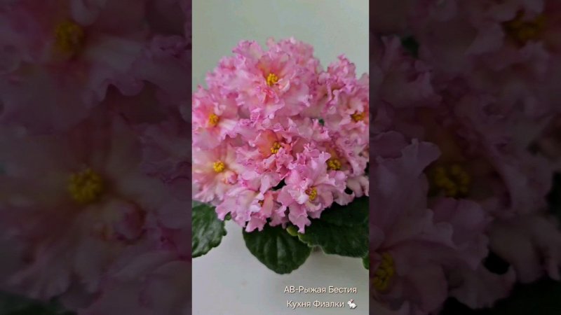 АВ-Рыжая Бестия. Коллекция Кухня Фиалки