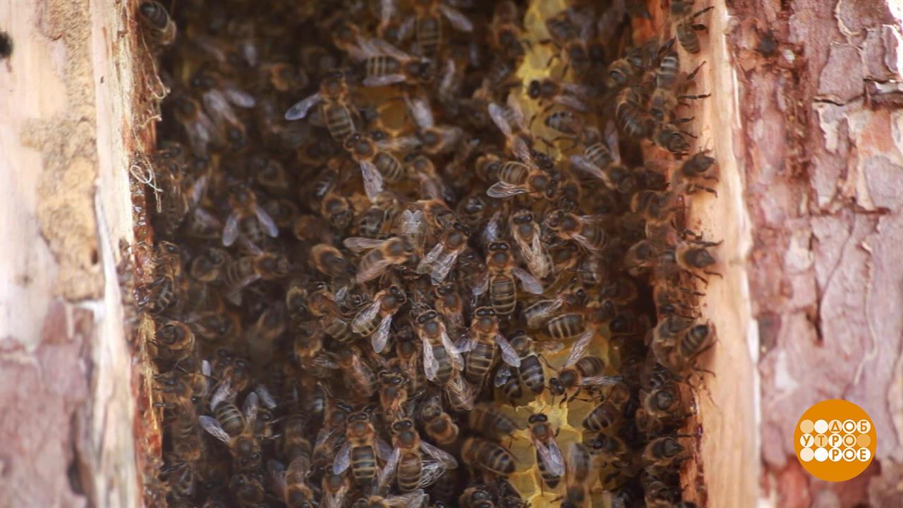 Дикий мед туба. Улей. Таёжный дикий мёд. Лесной улей пчел, рисунок. Пчелы мед Башкирия фото.