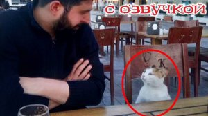 Приколы с котами! С ОЗВУЧКОЙ! Самые смешные животные 😂! Смешные коты, кошки и собаки! СМЕХ!