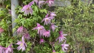 Мой сад в мае! Часть первая.