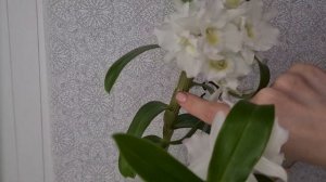 СЕКРЕТЫ МОЕГО ухода за ДЕНДРОБИУМ НОБИЛЕ?? Как зацвести орхидею дендробиум и не только?!?