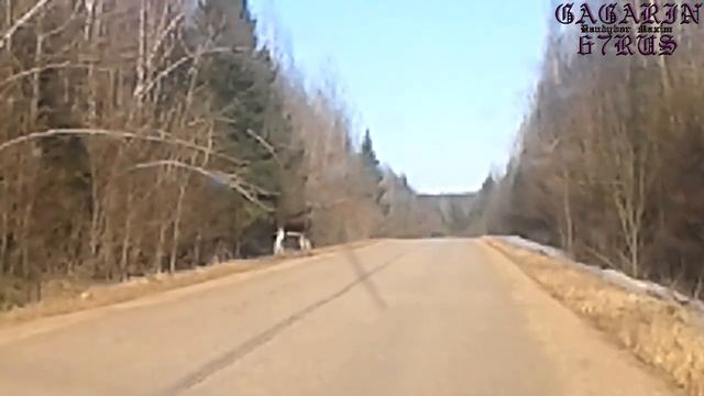 Лось смотреть онлайн