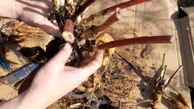 Деление пиона лекарственного. Officinalis rubra plena.