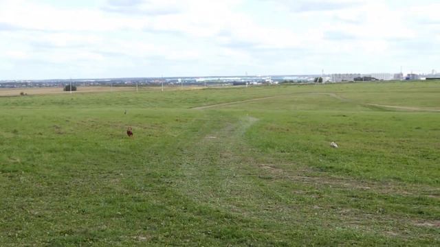 Фараонова собака REEDLY ROAD NIGHTY NIGHT (К) - ANTEFA’S XPERIAH ON REEDLY ROAD (Б) ЧРКФ Суханово19 смотреть онлайн