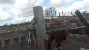 Жеребец остался доволен после этого