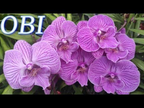 №872/ ОРХИДЕИ и растения на высадку в OBI