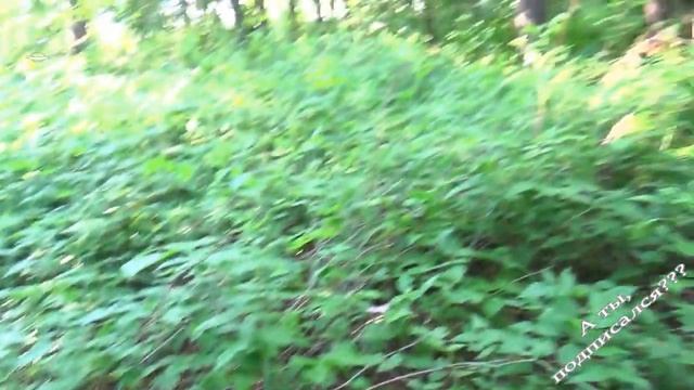 Поиск,заготовка и обработка соснового корня смотреть онлайн