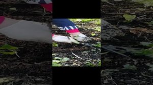 клематис режем 2 . mp4