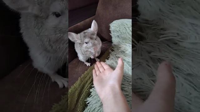 Как приручить шиншиллу к рукам ?