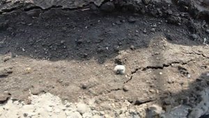 Совместные посадки лука севка и моркови