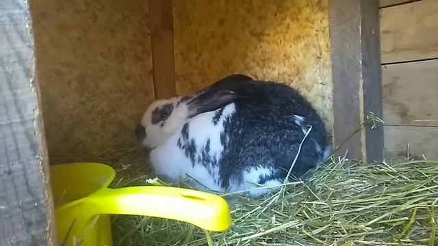 Беда!!!Крольчиха раскидала крольчат!Что делать? смотреть онлайн