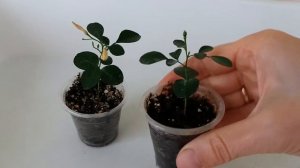 Мурайя из семян. Плодоношение в младенчестве