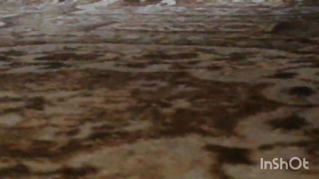 обзор на моего нового Петомца! #черепаха#очень #круто! смотреть онлайн