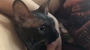 Лысая кошка ругается на хозяина