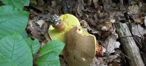 ❗В Курской области пошли полубелые грибы?17.06.2022 г.❗