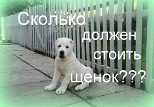 Сколько должен стоить щенок?