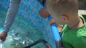 Купил малька русско ленского осетра