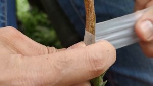 Прививка Персика на Алычу