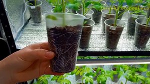 Забыла что такое ХИЛАЯ РАССАДА ТОМАТОВ! Мощные корни, крепкая рассада, не вытягивается!
